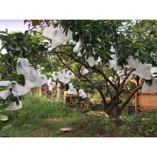 100 Túi 30x30cm Túi Bọc Trái Cây Bưởi Diễn