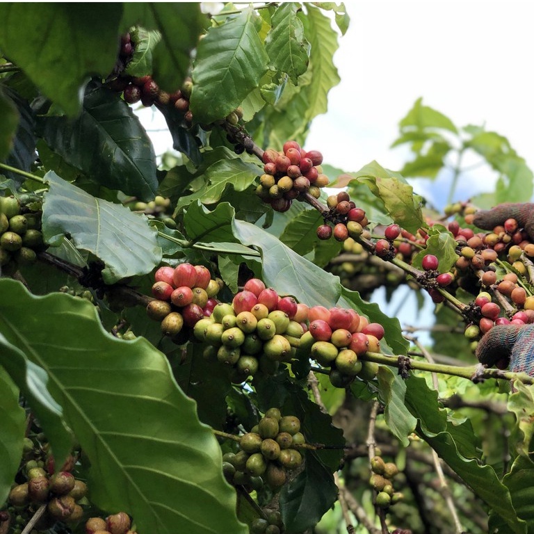Cà Phê Nguyên Chất Pha Máy Double T, Cà Phê Hạt Rang Mộc- Double T Coffee | BigBuy360 - bigbuy360.vn