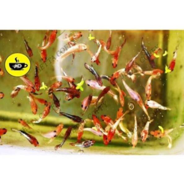Vitamin Khoáng VITA BECO - Dành cho cá tép 🦐