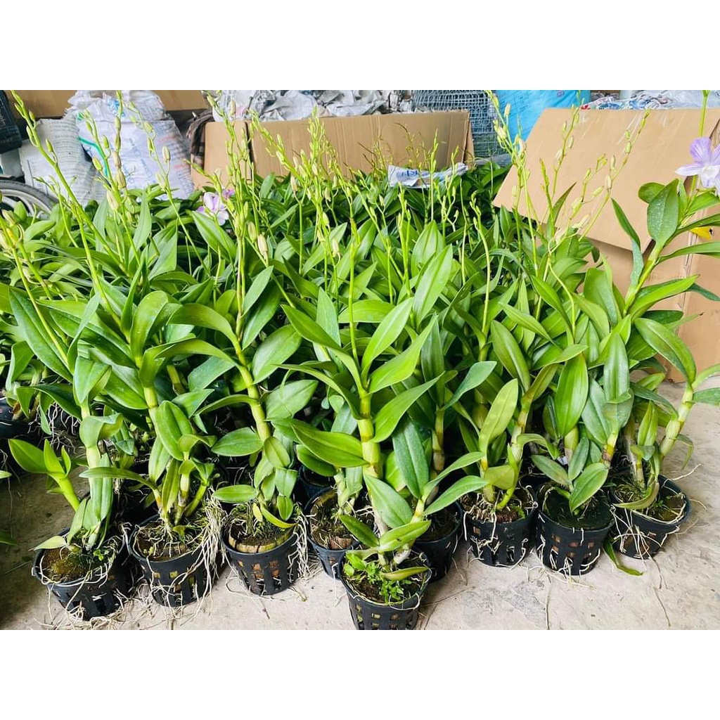 HOA LAN DAZANG SỌC HỒNG