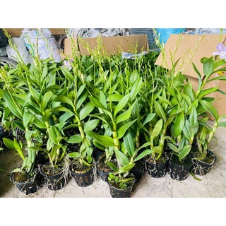 HOA LAN DAZANG SỌC HỒNG