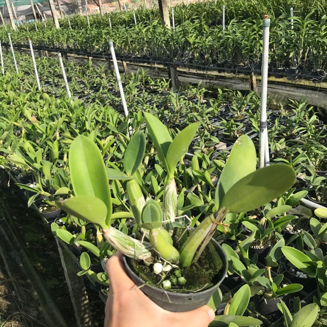 Hoa lan ống điếu cây trưởng thành sắp hoa
