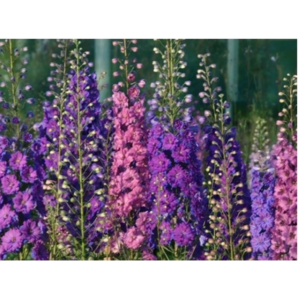 Hạt giống hoa Violet - Gói lớn nhiều hạt - Tặng gói kích nảy mầm