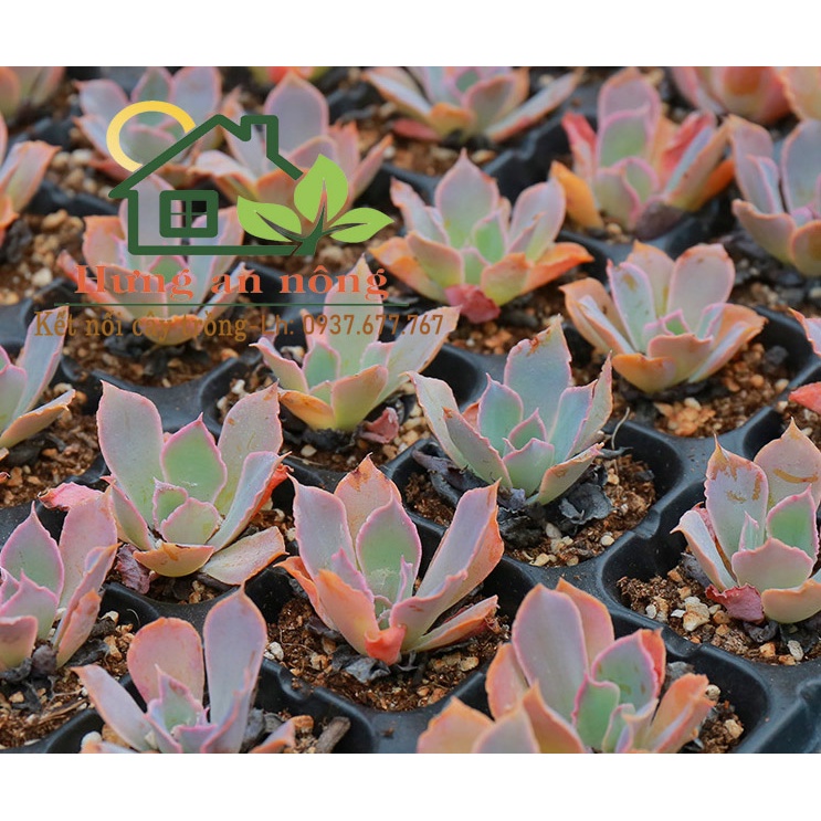 Khay vỉ ươm - Set 5/10 khay chữ nhật 21/32 Ô VUÔNG - dùng chứa chậu ươm trồng sen đá xương rồng cây cảnh, lan con