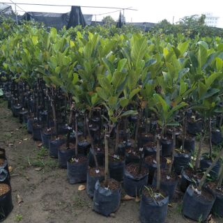 Cây mít ruột đỏ choai ( cây nhỡ ra quả sau 1 năm )