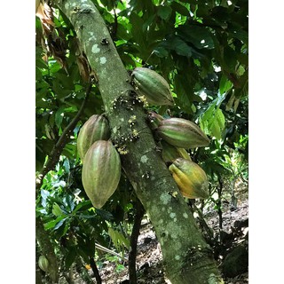 Cacao Ngòi CacaoMi 80G