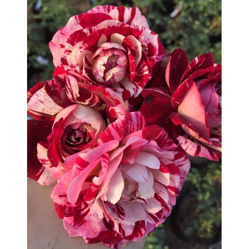 cây hoa Hồng Julio Iglesias rose