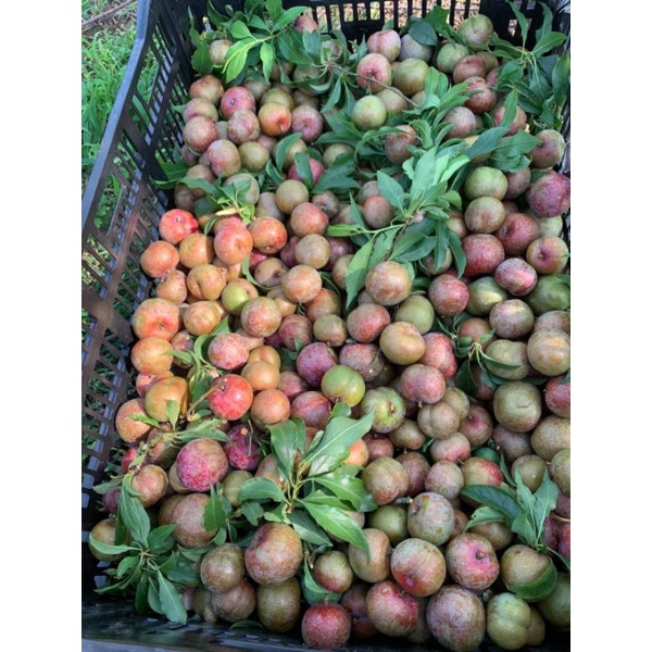 1kg mận hậu trái mùa mộc châu