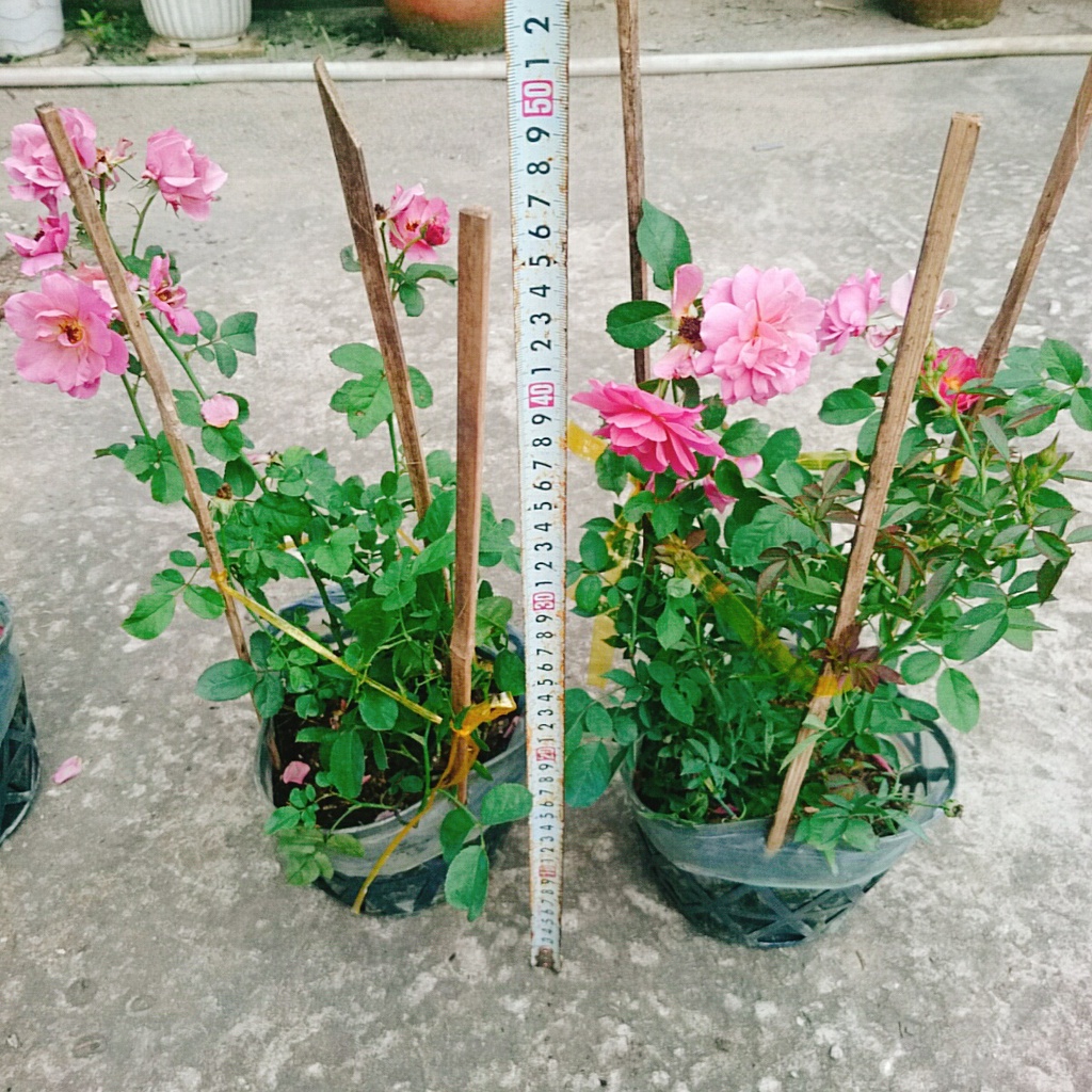 Hoa Hồng Nhật Bản Aoi