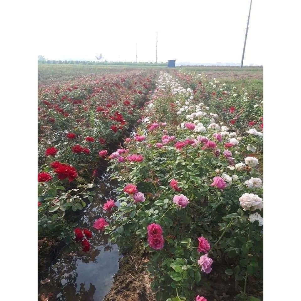 . HỒNG NGOẠI BÔNG TO CÁNH DÀY ĐỦ MÀU ĐÃ  KÍCH RỄ KÍCH MẦM