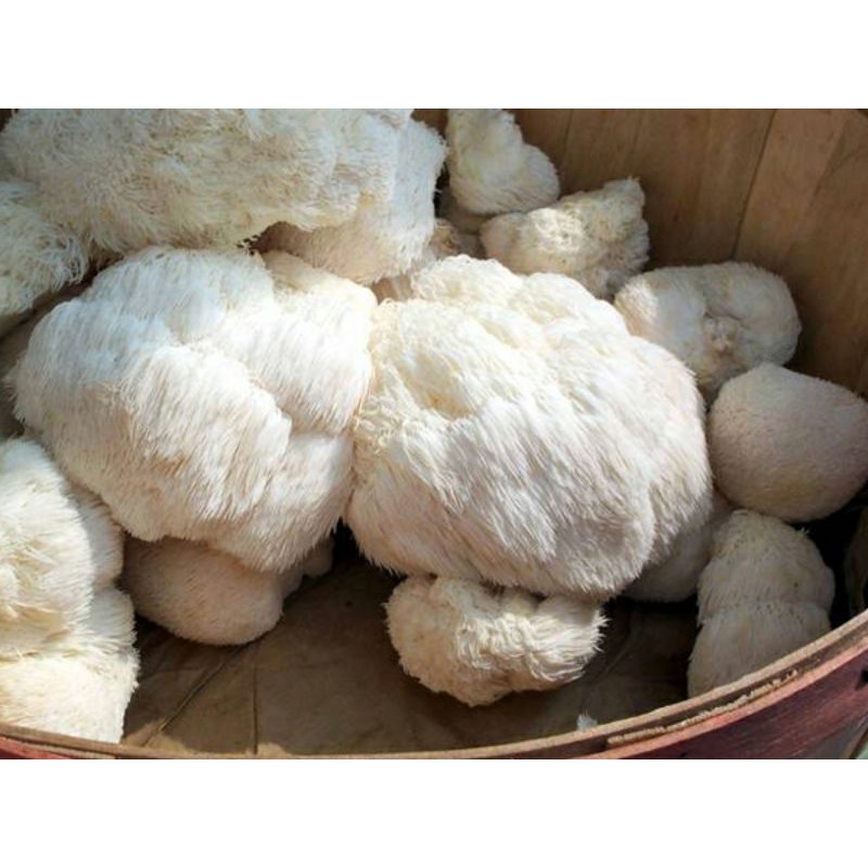 1KG nấm hầu thủ tươi hữu cơ