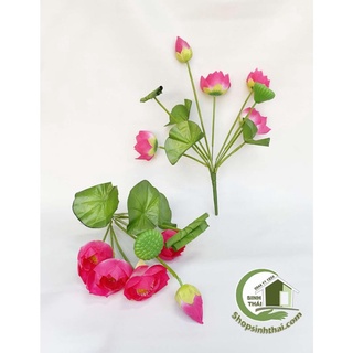 Hoa sen giả - Bụi sen lá cuốn lớn