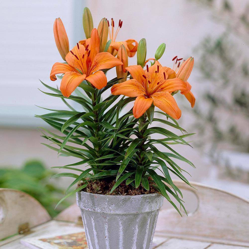 5 củ giống hoa ly lùn hoa màu cam