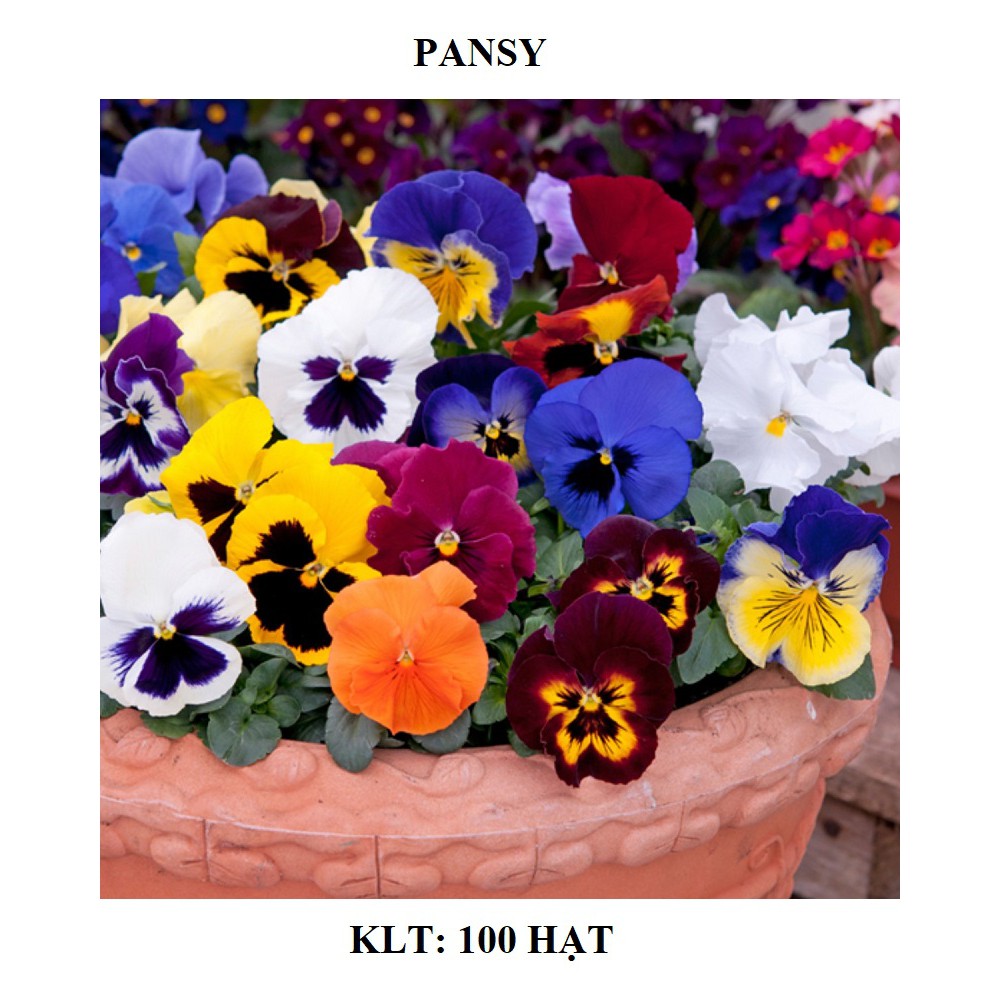 100 hạt giống hoa pansy