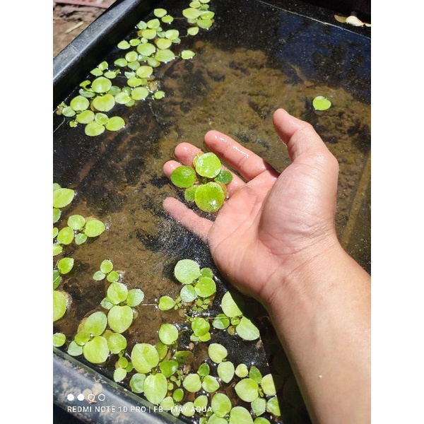 Bèo Nhật lá to trang trí bể cá cực đẹp