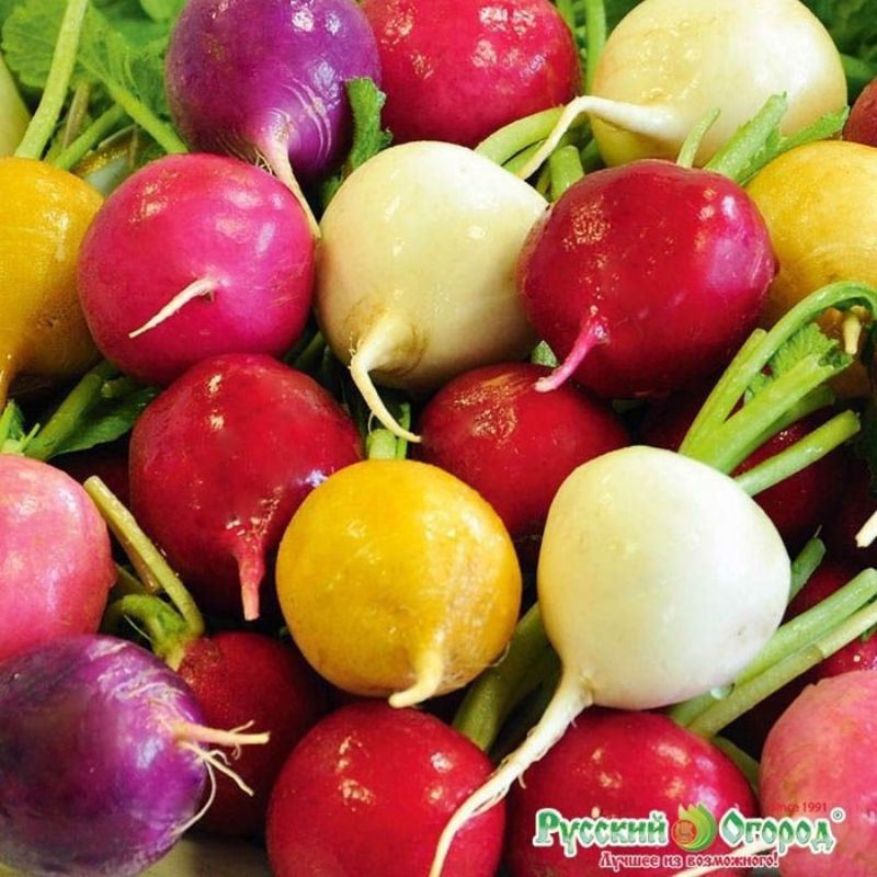 Hạt giống củ cải cherry nhiều màu 0.5gr