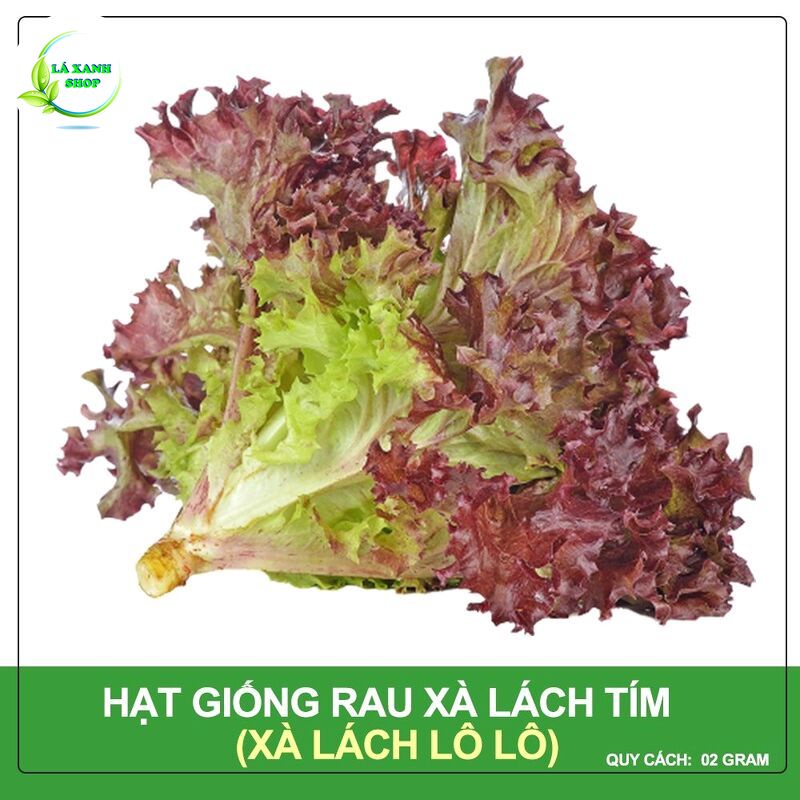 Hạt giống Xà Lách Tím Lollo Rossa Cao Sản Trồng Quanh Năm (gói 2 gram) - Hạt giống Rạng Đông