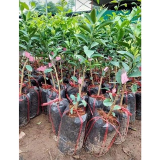 Giống Cây Cam Sành ( Ra Trái Siêu Sớm)