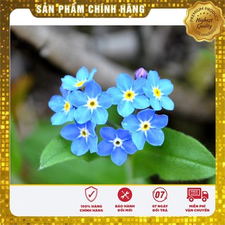 Hạt Giống Hoa Lưu Li(For get me not ) - 50 hạt