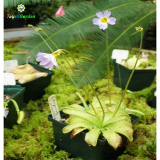 Cây Bắt Mồi Cây Ăn Thịt Cỏ Bơ Chuyên Bắt Ruồi Muỗi Kiến Pinguicula primuliflora Bẫy Keo Dính Côn Trùng Dễ Trồng LớnNhanh