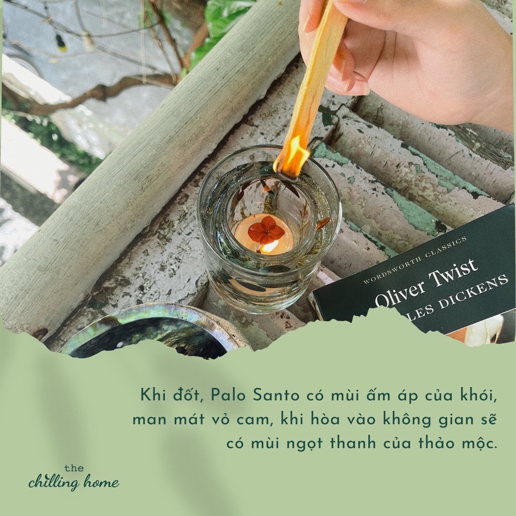 Gỗ Trắc Xanh Palo Santo gỗ thánh thanh lọc không gian và thu hút năng lượng tích cực
