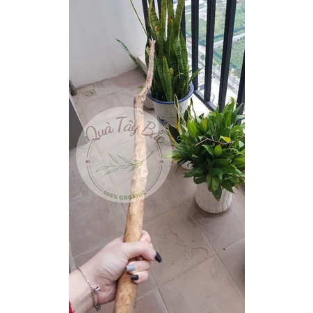 Cành củi khô Cành cây khô gỗ Quế tự nhiên Decor trang trí làm Macrame, cây thông Noel siêu đẹp siêu thơm