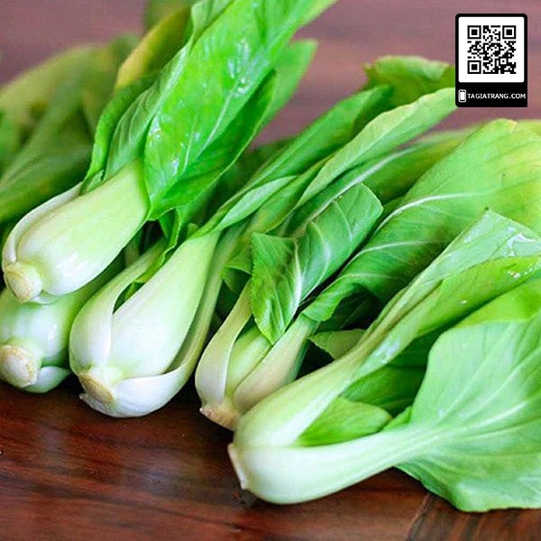 Hạt giống cải thìa trắng (cải bẹ trắng Bok Choy)