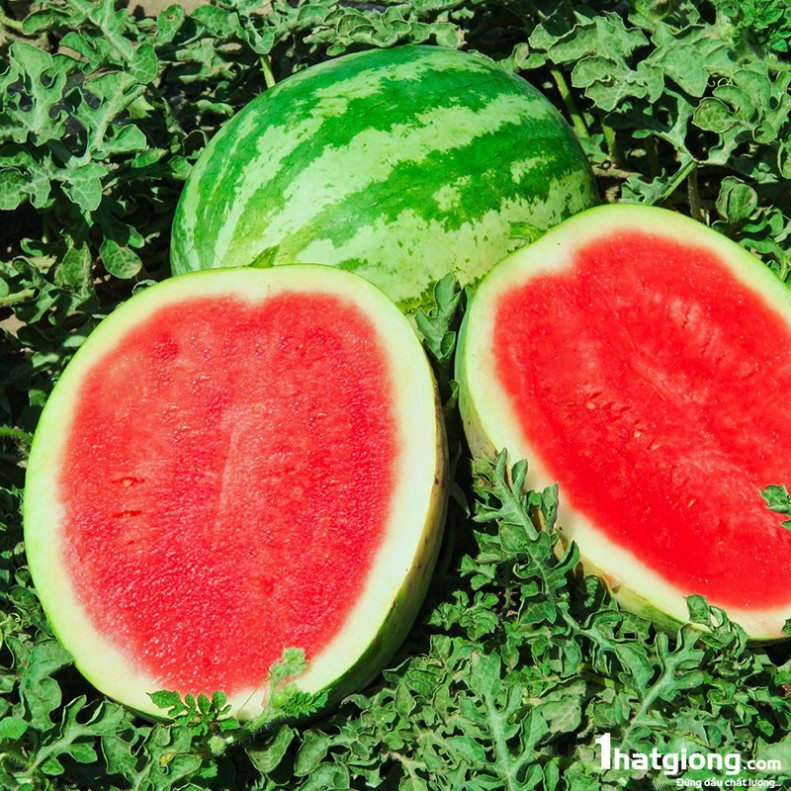Hạt giống dưa hấu (tặng phân)
