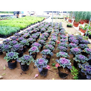 Hạt Giống Hoa bắp cải 20 Hạt/ Gói