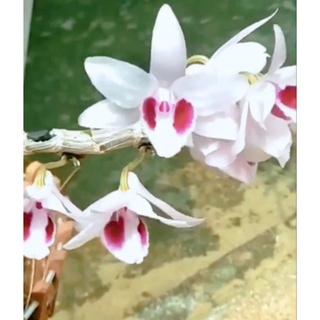 Hoa lan Ám Địch Quả ( kie 15-20cm)