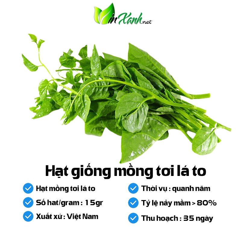 Hạt giống rau mồng tơi lá to - NGUYÊN GÓI hàng Công ty tuyển chọn tỷ lệ nảy mầm cao