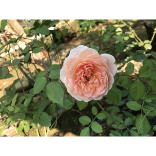cây hồng Abraham Darby rose