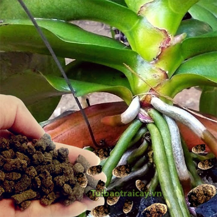 1kg phân dê Thanh Hà cho lan và cây cảnh - GT6