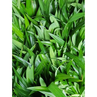 BỘT LÁ DỨA (LÁ NẾP) LENTECH 100g