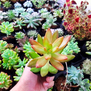Combo 10 cây sen đá rẻ, đẹp