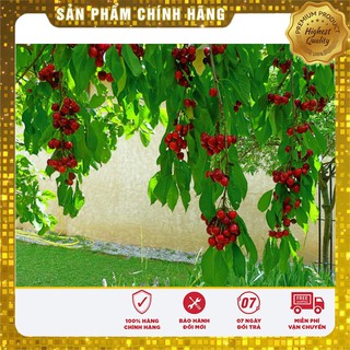 Hạt Giống Anh Đào
