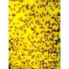 Bộ 10 Miếng Dán Diệt Côn Trùng | Bẫy Dính Côn Trùng | Miếng Dán Ruồi Vàng, Nhện, Bọ, Bướm Loại 20x25cm