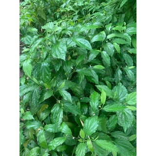 Lá lốt tươi khô 300g 500g