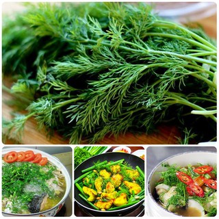 Hạt Giống Thì Là Bốn Mùa
