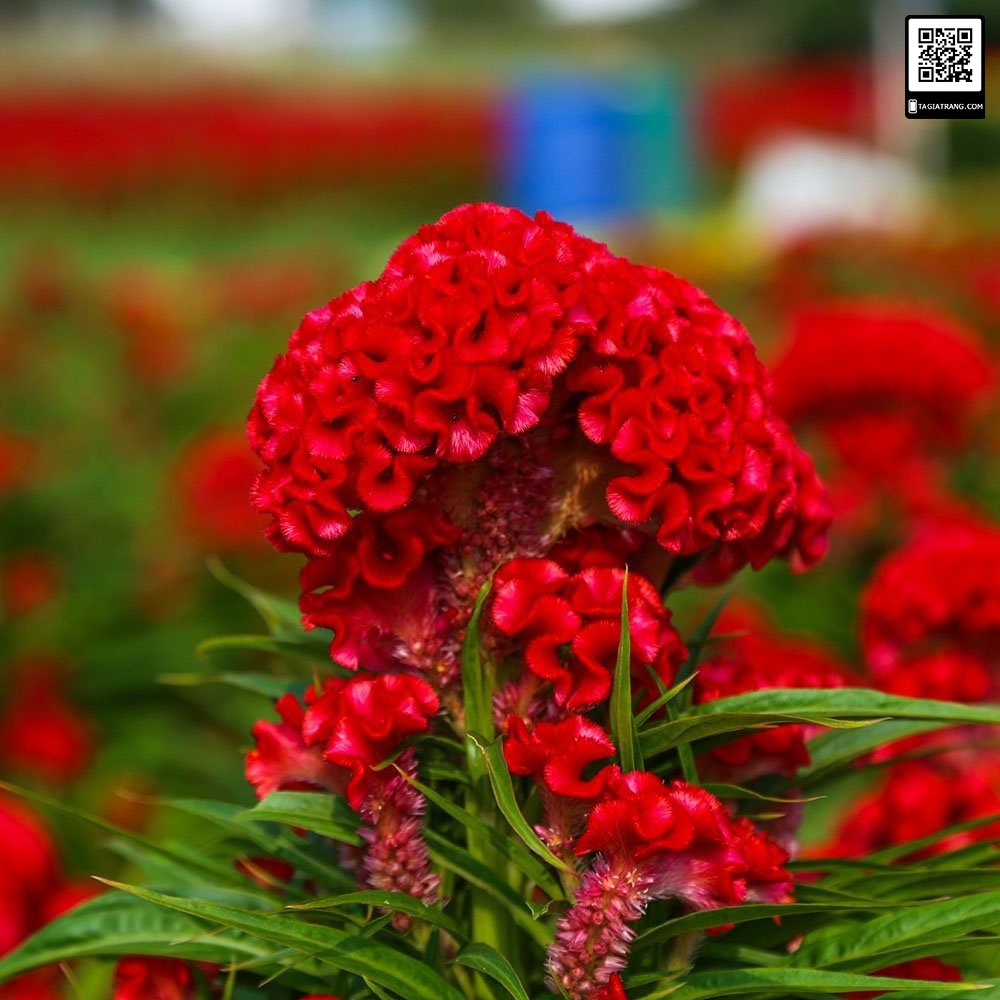 Hạt giống hoa mào gà búa đỏ nhung