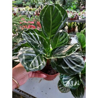 Cây Đuôi Công Xanh Lá Tròn