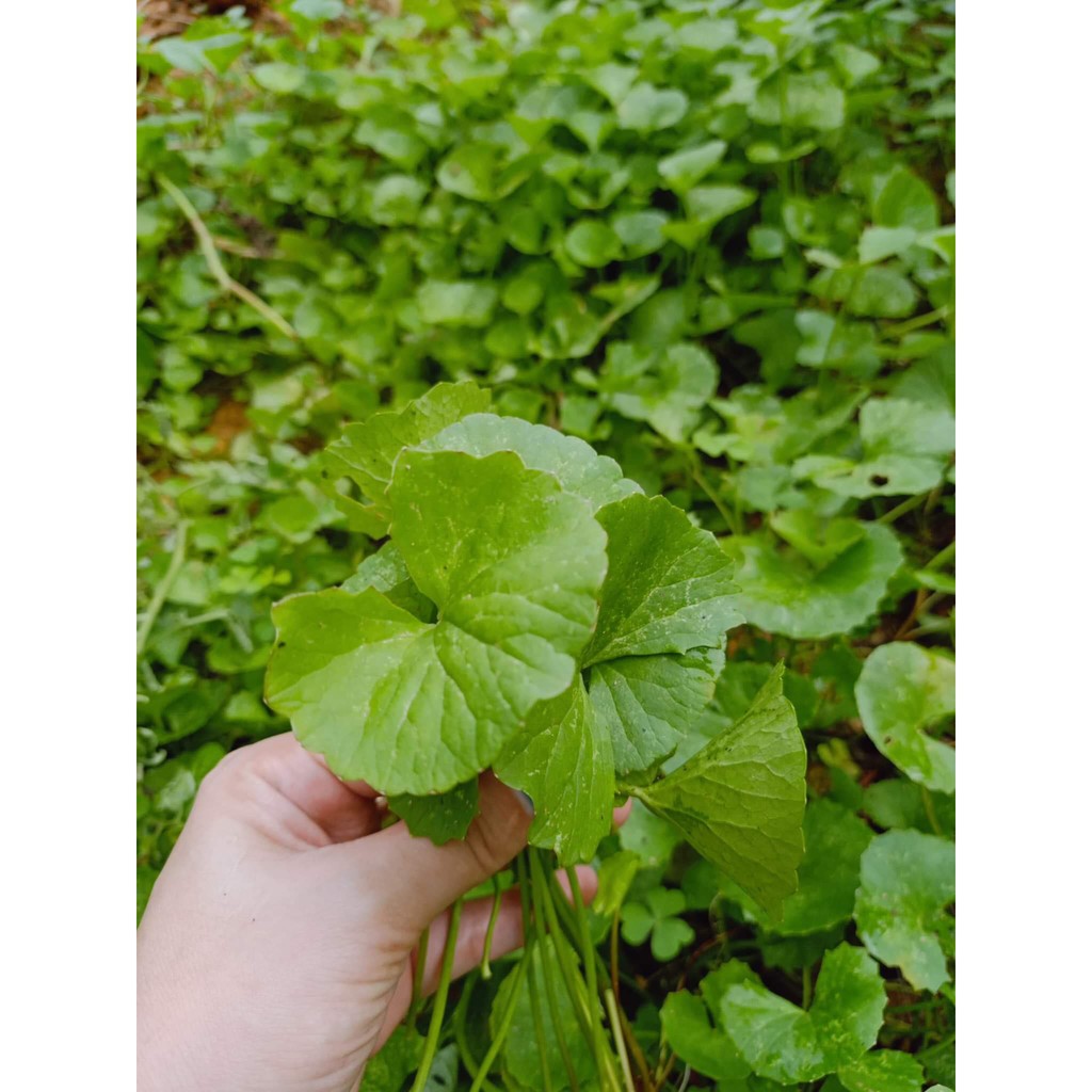 Bột Rau Má Nguyên Chất Sấy Lạnh, Trị Mụn Rau Má, Làm Đẹp,  Bột Ăn Dặm, Thanh Lọc Mát Gan, Hạ Sốt Cho Bé  Thuỷ Tinh 150gr