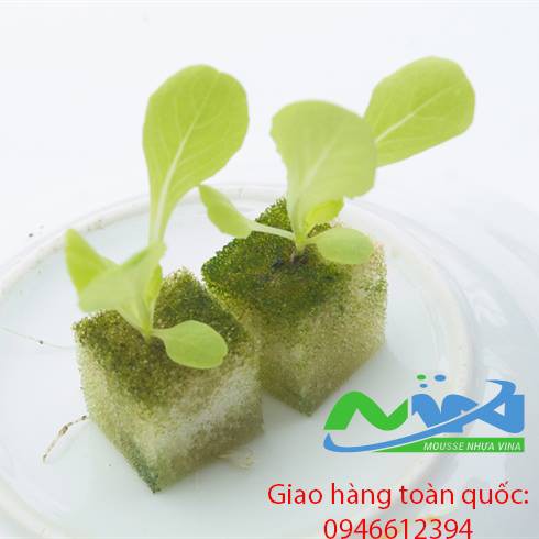 BỘ 10 TẤM MÚT TRỒNG RAU THỦY CANH 56 VIÊN CÓ LỔ