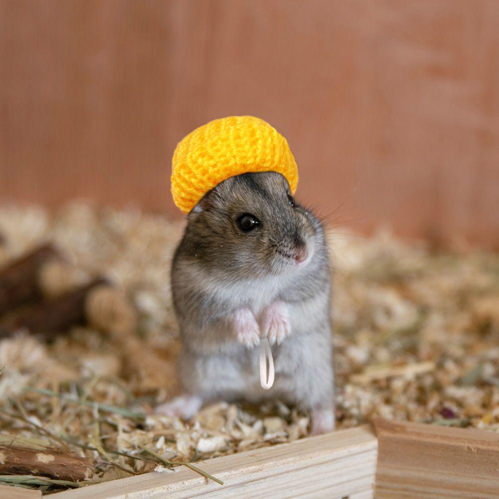 Bộ 2 Vớ Đan Len Màu Trơn Thời Trang Xinh Xắn Cho Thú Cưng