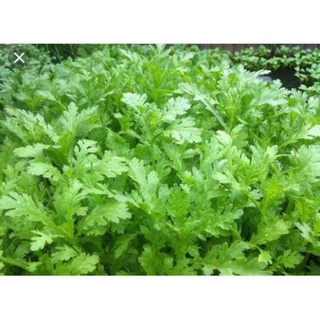 Hạt tần ô cải cúc - gói 20 gram - rau tần ô - cải cúc dễ trồng dễ nảy mầm