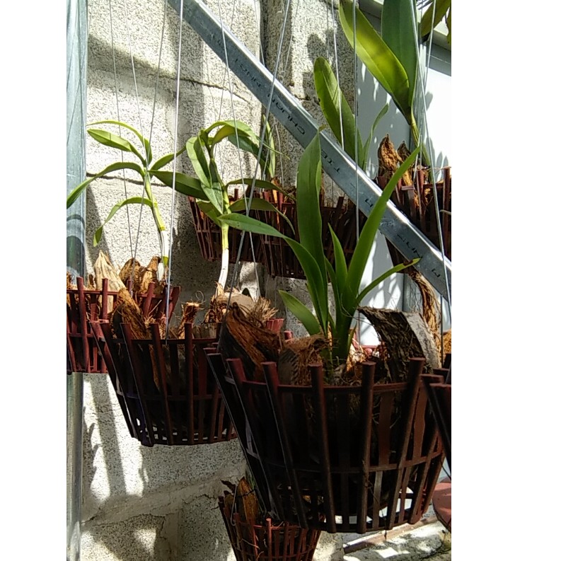 Chậu trồng lan giả gỗ, giả gốm