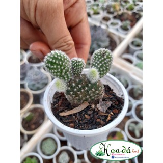 Xương rồng tai thỏ trắng Hoa Đá BMT