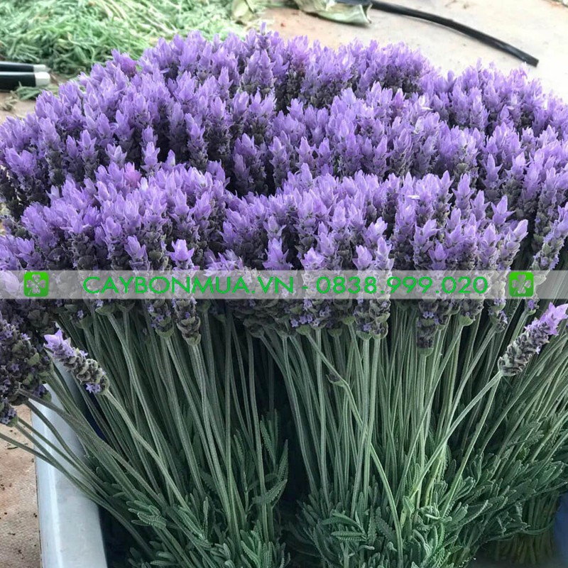 [HOT] Cây Oải Hương Lavender đã có nụ như hình, cây phát triển tốt, hoa rất đẹp, mùi hương rất thơm.