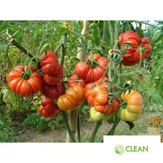 🌟HẠT GIỐNG CÀ CHUA KHỔNG LỒ MÚI QUẠT F1🌟 ĐẢM BẢO NẢY MẦM