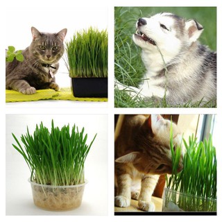  Hạt giống cỏ lúa mì cho thú cưng 1 gói 100gram